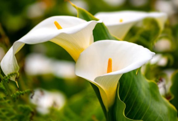 Calla Lily Care- Tips for Thriving Blooms