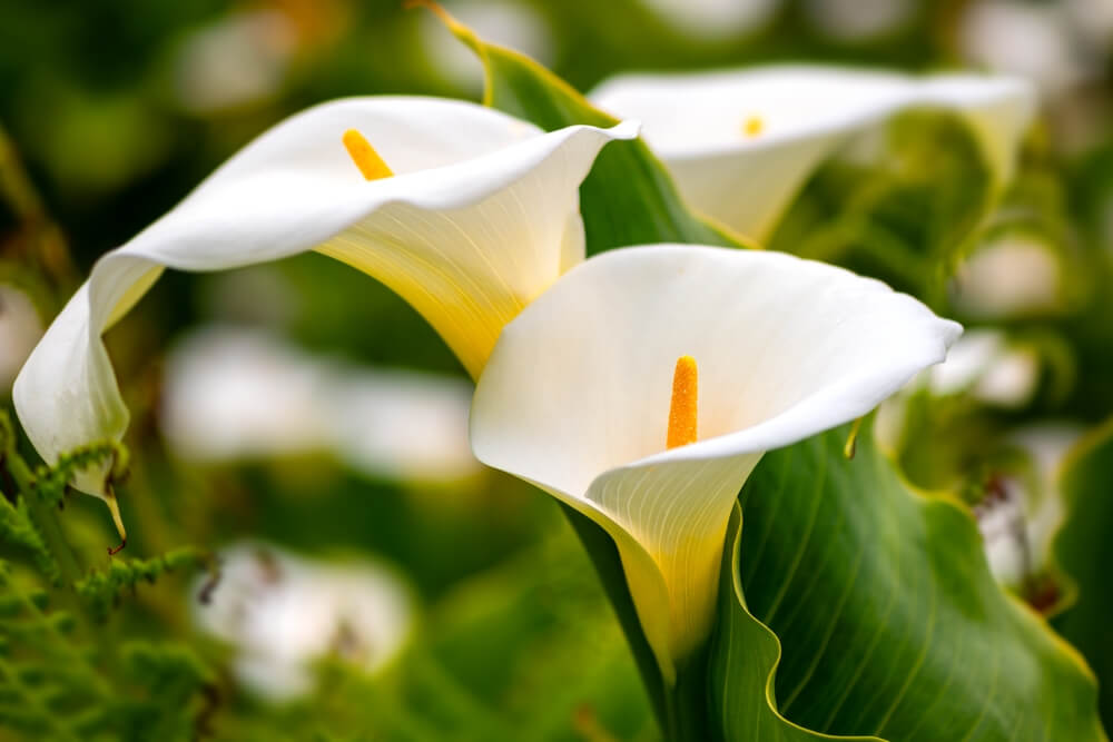 Calla Lily Care- Tips for Thriving Blooms