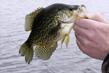 Crappie Fishing Guide (Tips & Techniques)