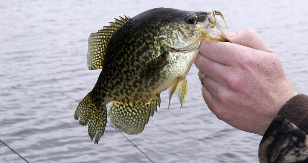 Crappie Fishing Guide (Tips & Techniques)