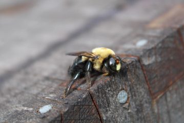 Effective Strategies on How to Get Rid of Carpenter Bees Safely and Permanently