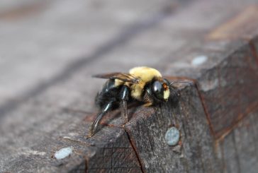 Effective Strategies on How to Get Rid of Carpenter Bees Safely and Permanently