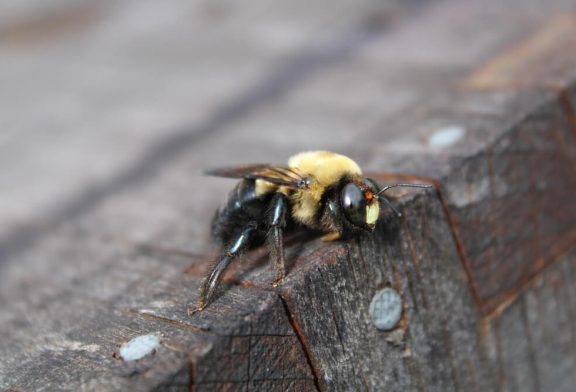 Effective Strategies on How to Get Rid of Carpenter Bees Safely and Permanently