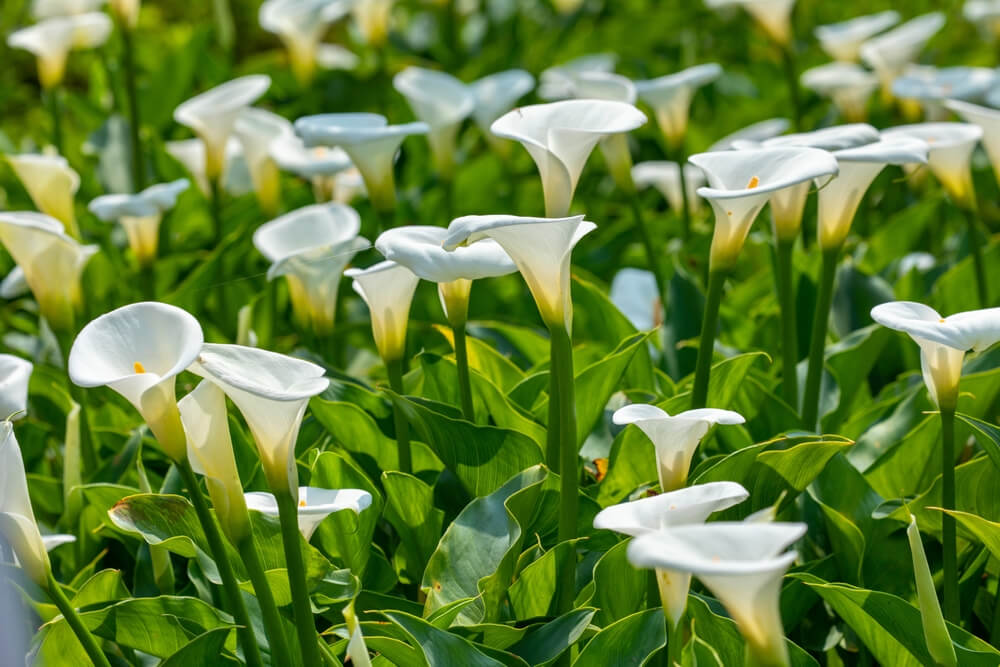 Essential Growing Conditions For Healthy Calla Lilies