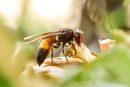 Hornet vs Wasp (Understanding the Key Differences and Their Impact on the Ecosystem)