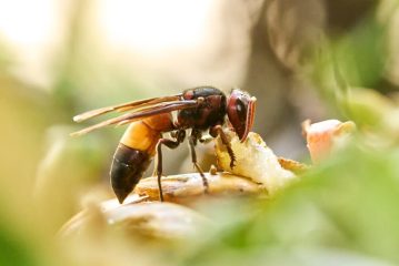 Hornet vs Wasp (Understanding the Key Differences and Their Impact on the Ecosystem)