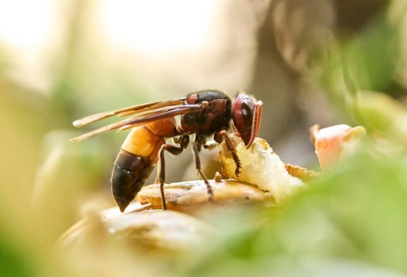 Hornet vs Wasp (Understanding the Key Differences and Their Impact on the Ecosystem)