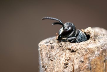 How to Get Rid of Great Black Wasps