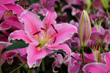 How to Grow and Care for Stargazer Lilies