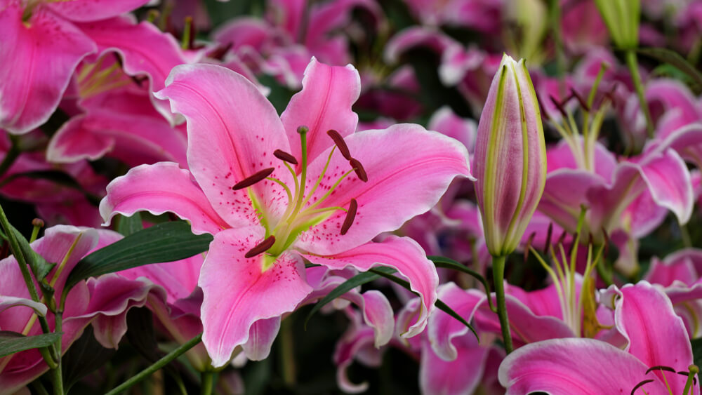 How to Grow and Care for Stargazer Lilies