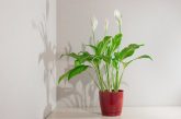 How to Grow Lilies- A Comprehensive Guide to Cultivating Beautiful Lily Flowers