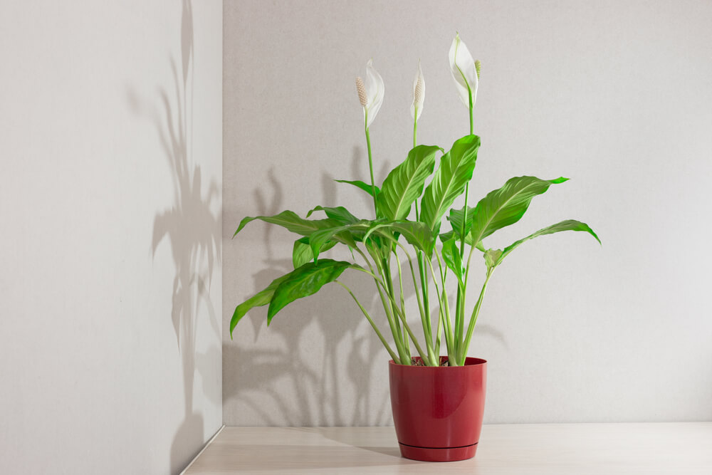 How to Grow Lilies- A Comprehensive Guide to Cultivating Beautiful Lily Flowers