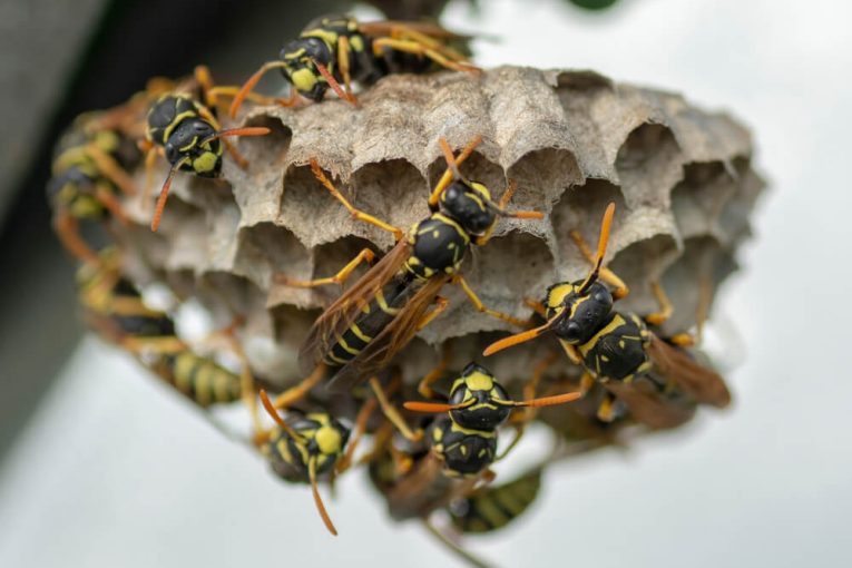 How to Remove or Relocate Paper Wasp Nests Effectively