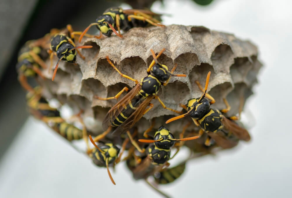 How to Remove or Relocate Paper Wasp Nests Effectively