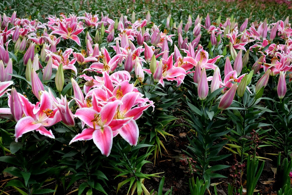 Ideal Growing Conditions For Stargazer Lilies