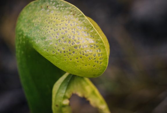 Is Cobra Lily Toxic? Understanding the Risks and Safety Measures