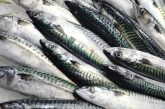 Mackerel Fish (Nutrition, Benefits, and Risks)