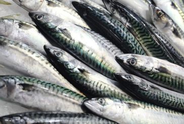 Mackerel Fish (Nutrition, Benefits, and Risks)