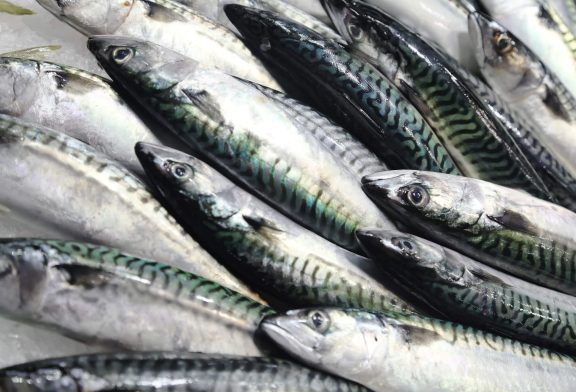 Mackerel Fish (Nutrition, Benefits, and Risks)