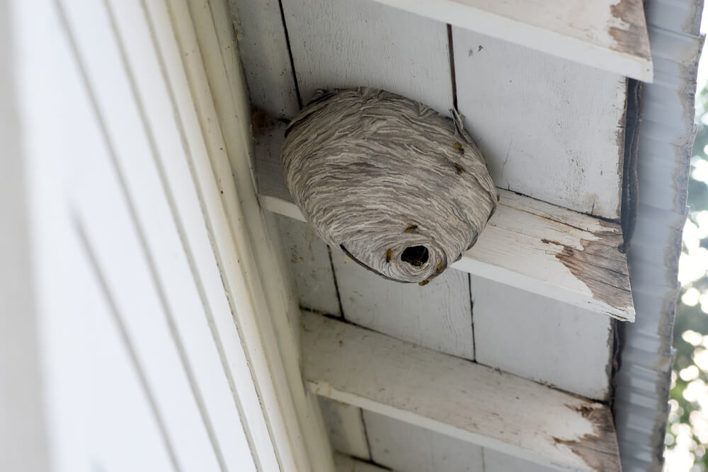 Methods For Removing A Paper Wasp Nest Safely