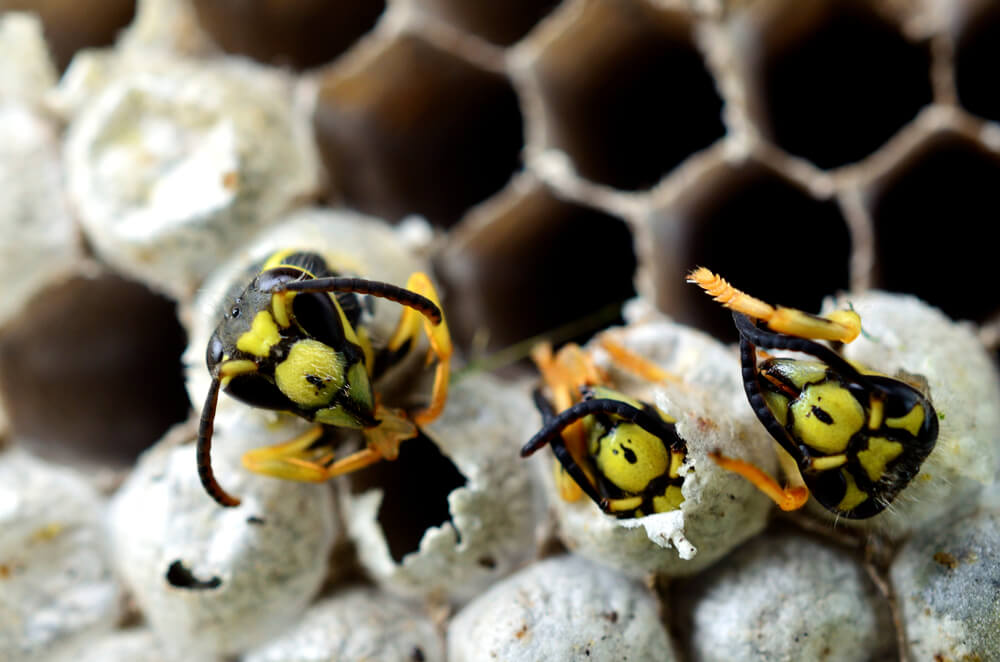 The Life Cycle And Behavior Of Yellow Jacket Wasps