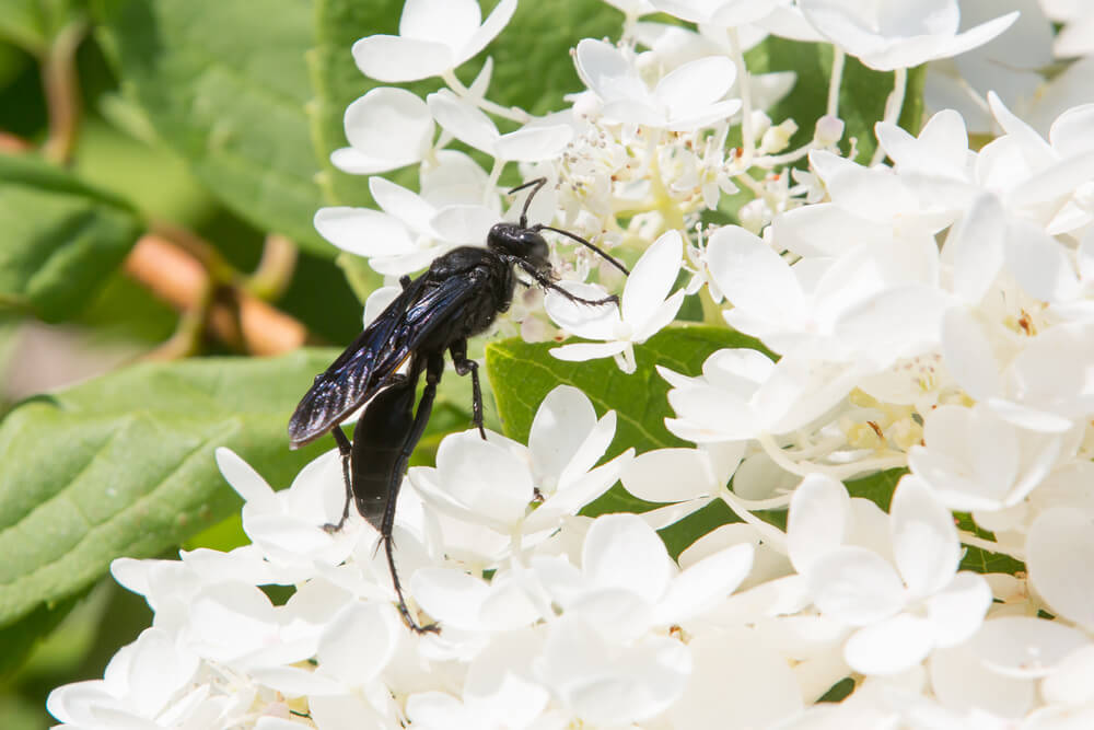 The Role Of Great Black Wasps In The Ecosystem