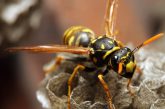 Yellow Jacket Wasps (Identification, Behavior & Management)