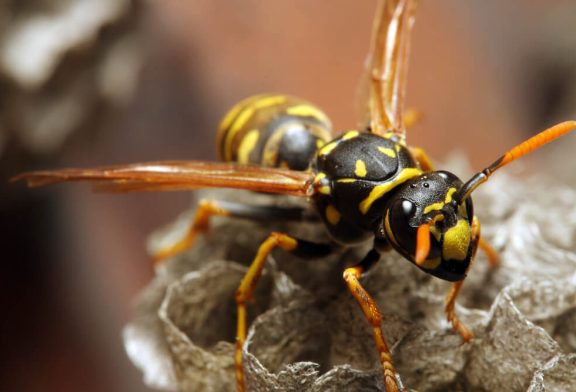 Yellow Jacket Wasps (Identification, Behavior & Management)